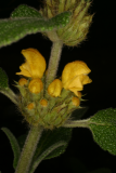 Phlomis longifolia RCP01-06 006.jpg